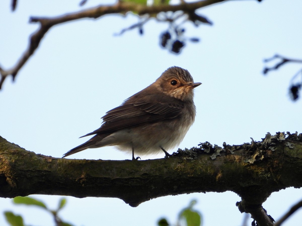 Spotted Flycatcher - Andrew Wappat