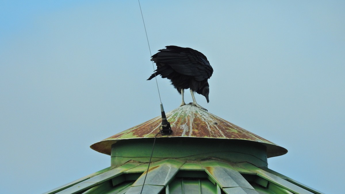 Black Vulture - ML619041610