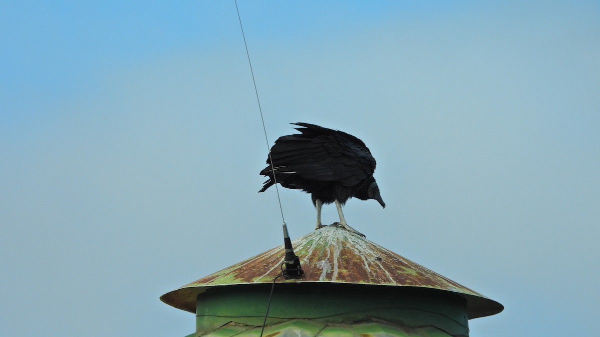 Black Vulture - ML619041612