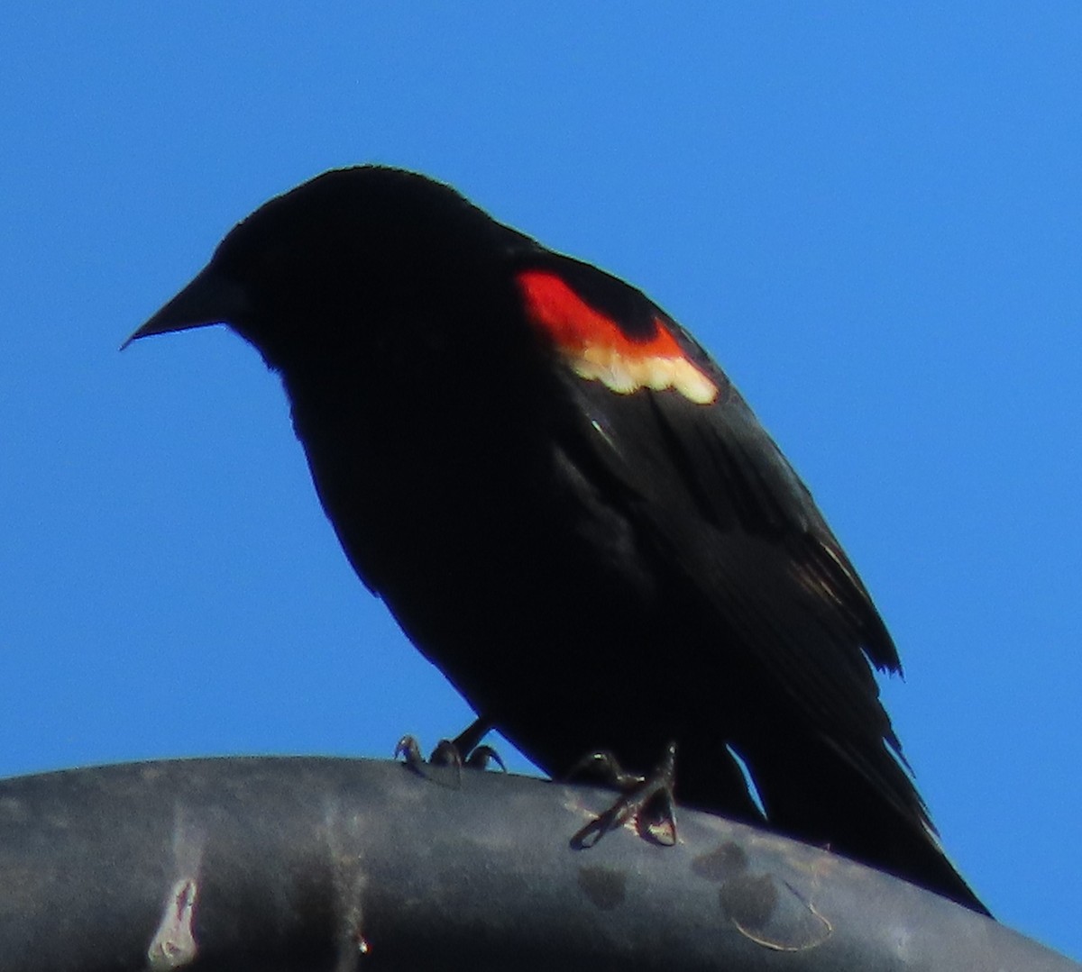 Red-winged Blackbird - ML619041618