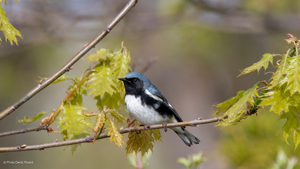 Black-throated Blue Warbler - Denis Rivard
