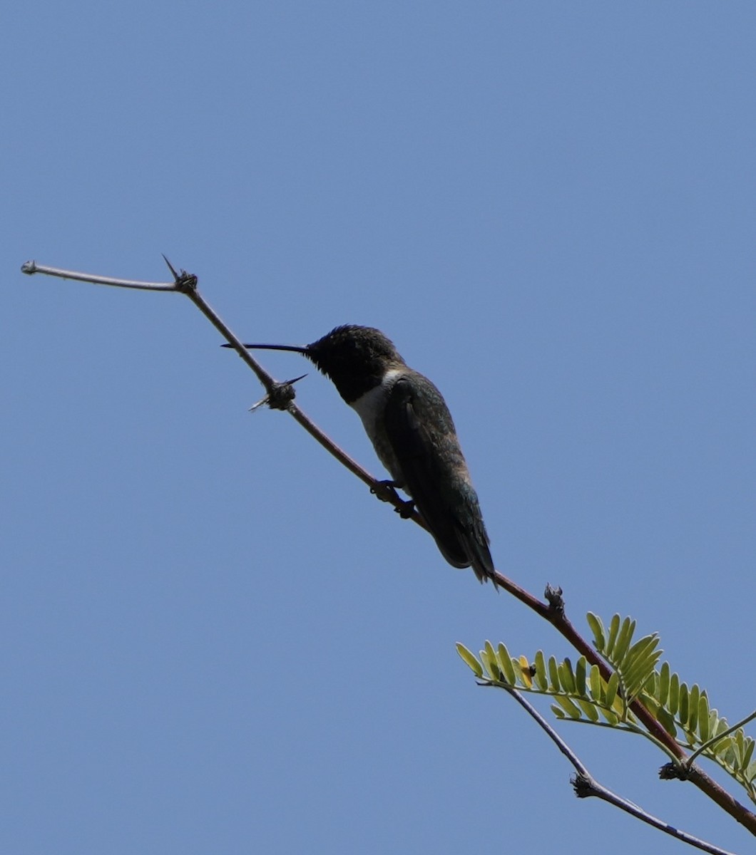 Black-chinned Hummingbird - John Rhoades