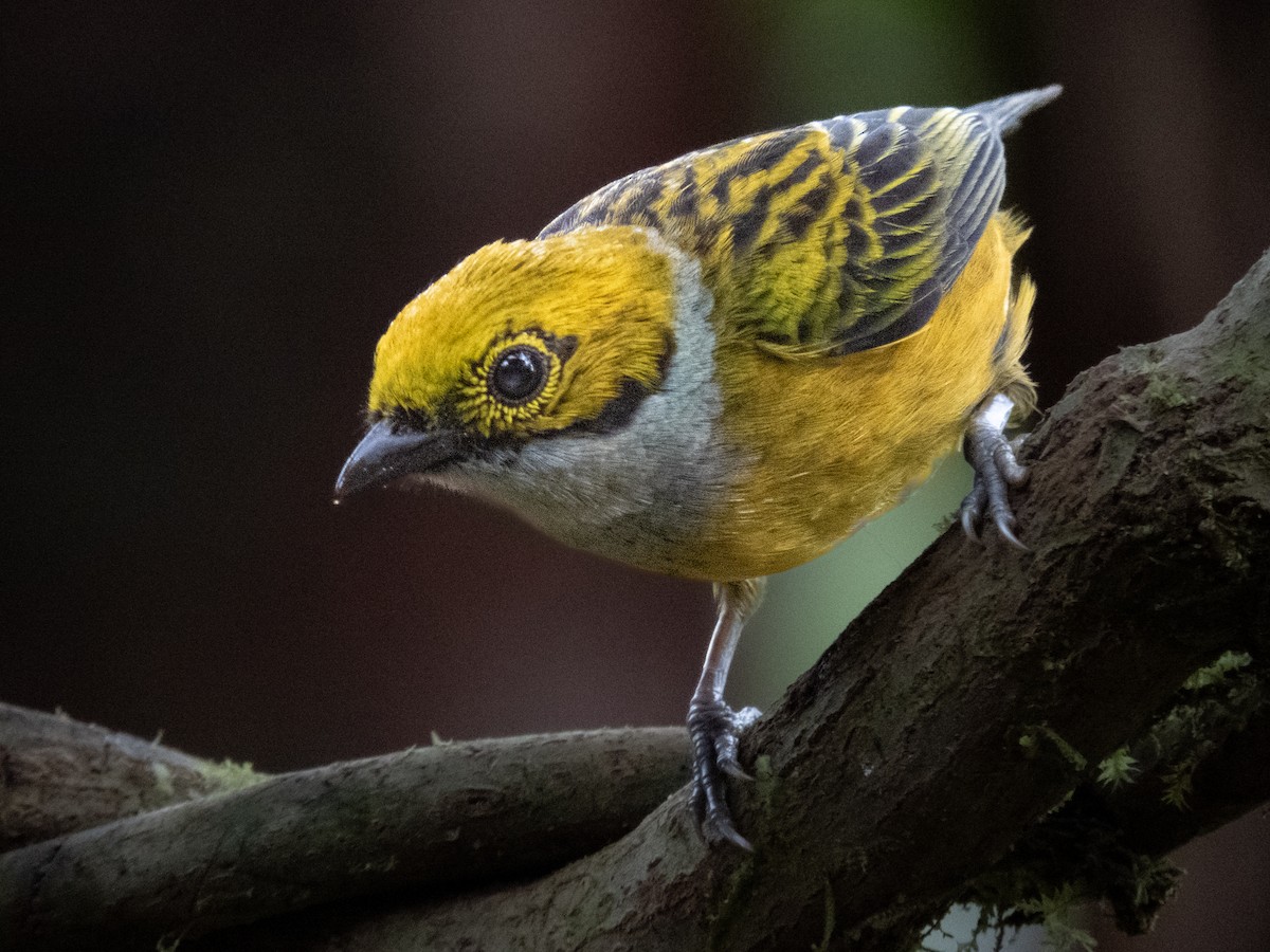 Silver-throated Tanager - ML619041683