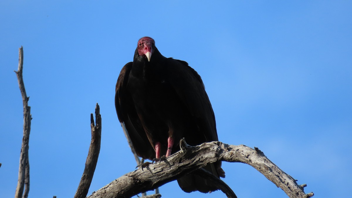 Turkey Vulture - ML619041773