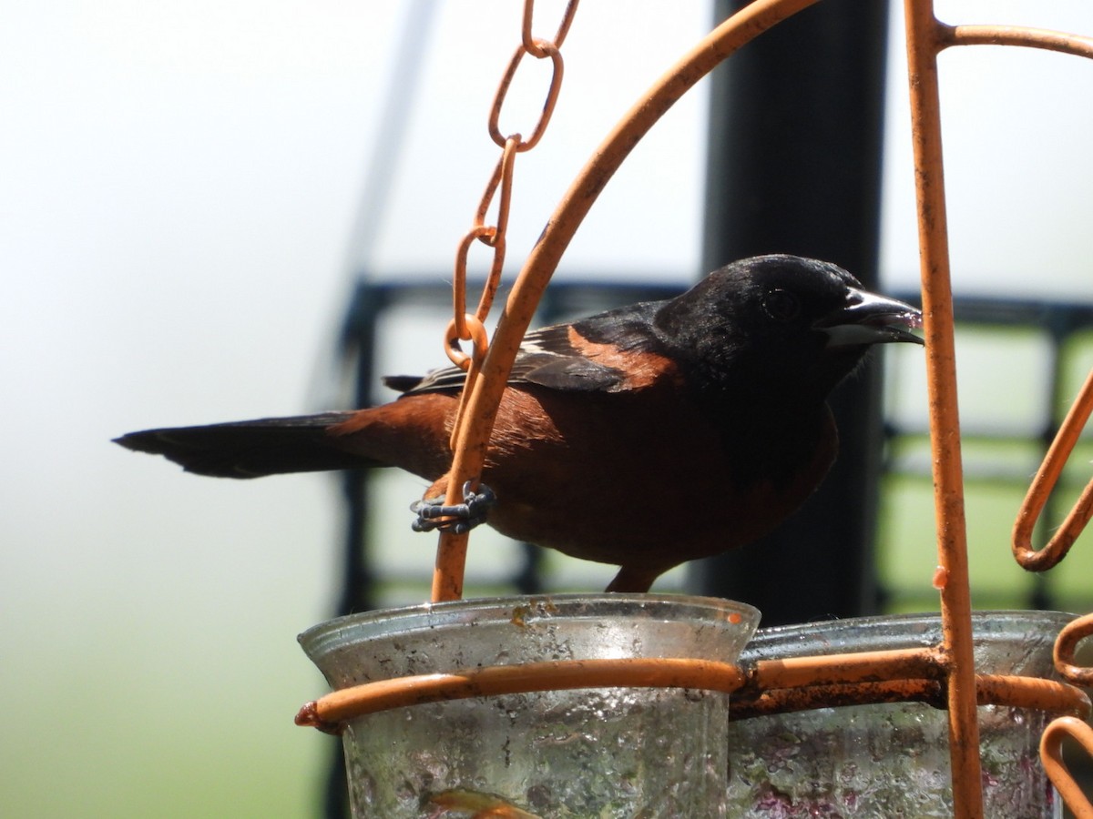 Orchard Oriole - ML619041790