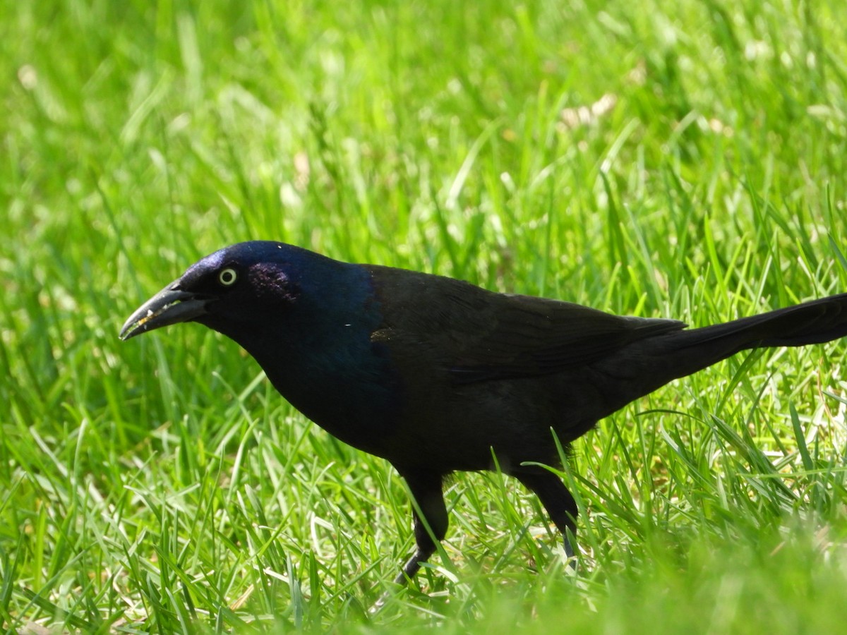 Common Grackle - Andy Noyce