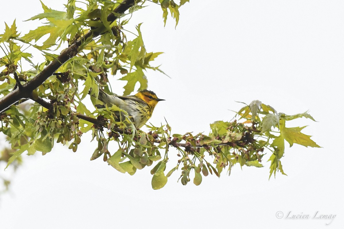 Cape May Warbler - ML619041855