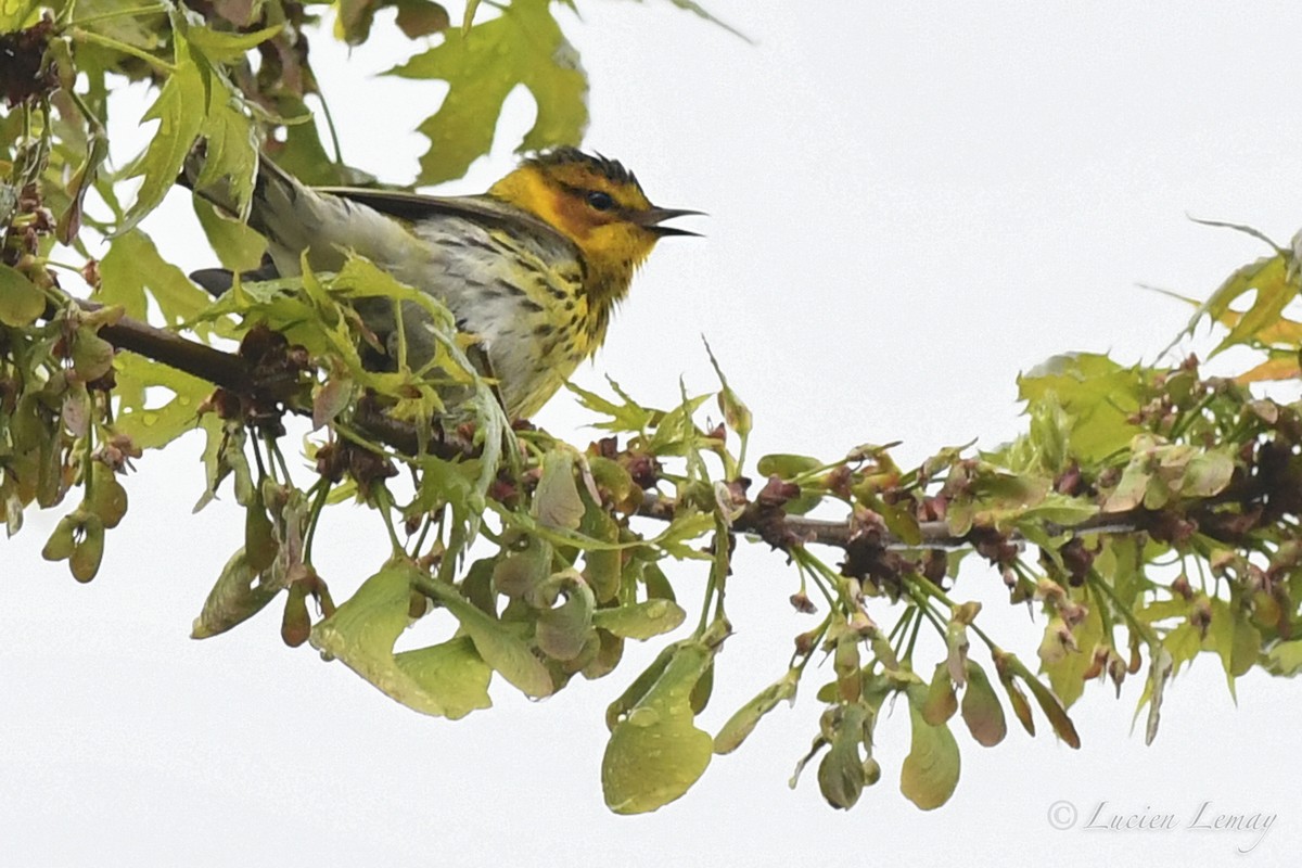 Cape May Warbler - ML619041878