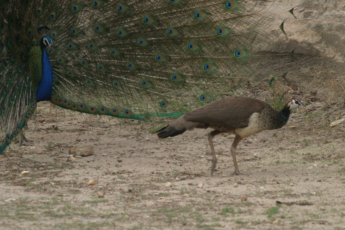 Indian Peafowl - ML619041885