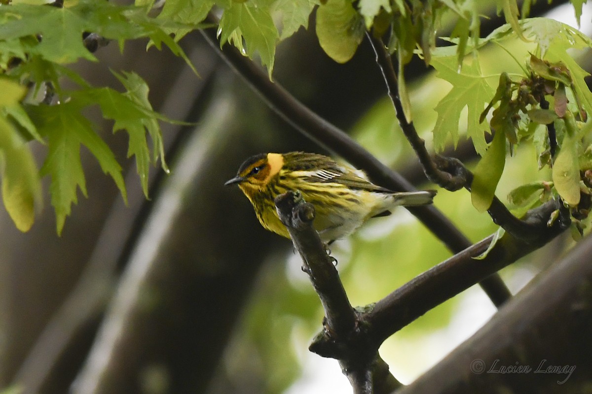Cape May Warbler - ML619041890