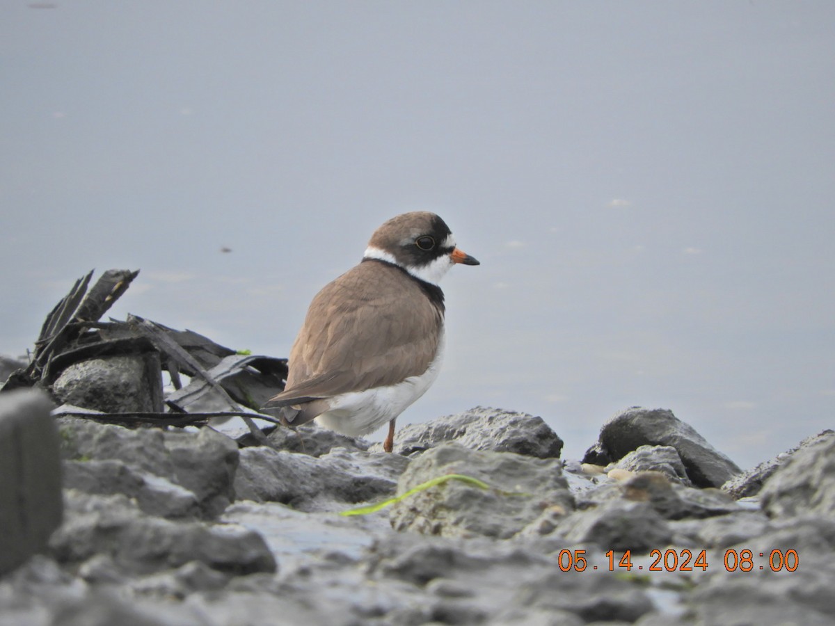 Semipalmated Plover - ML619041910