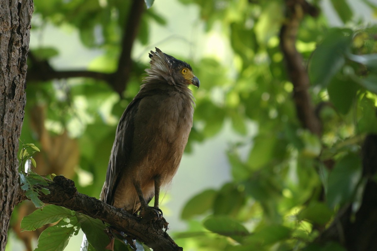 Crested Serpent-Eagle - ML619041946