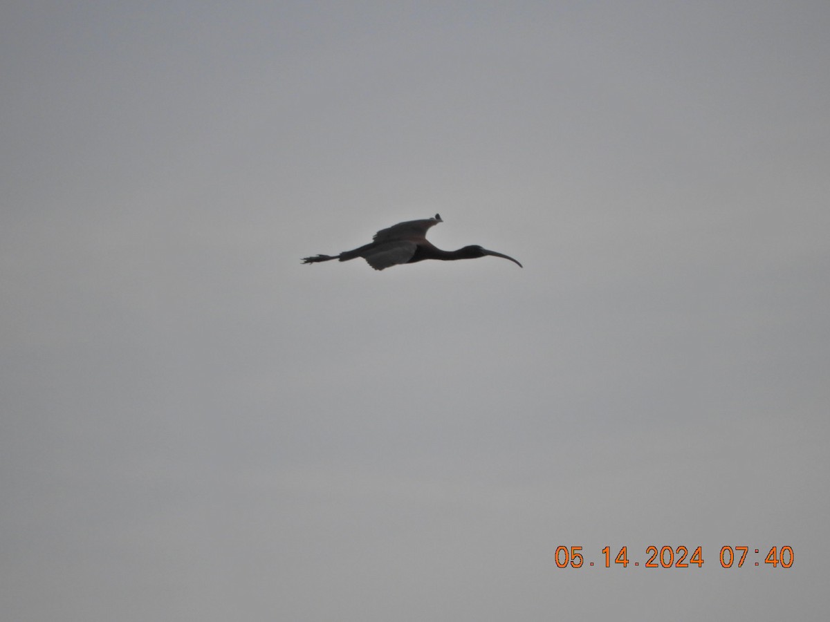ibis hnědý - ML619041991