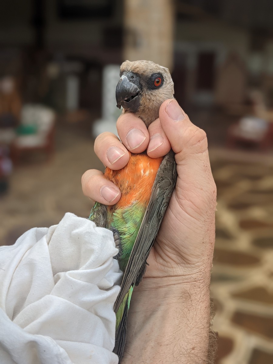 papoušek oranžovoprsý - ML619042035