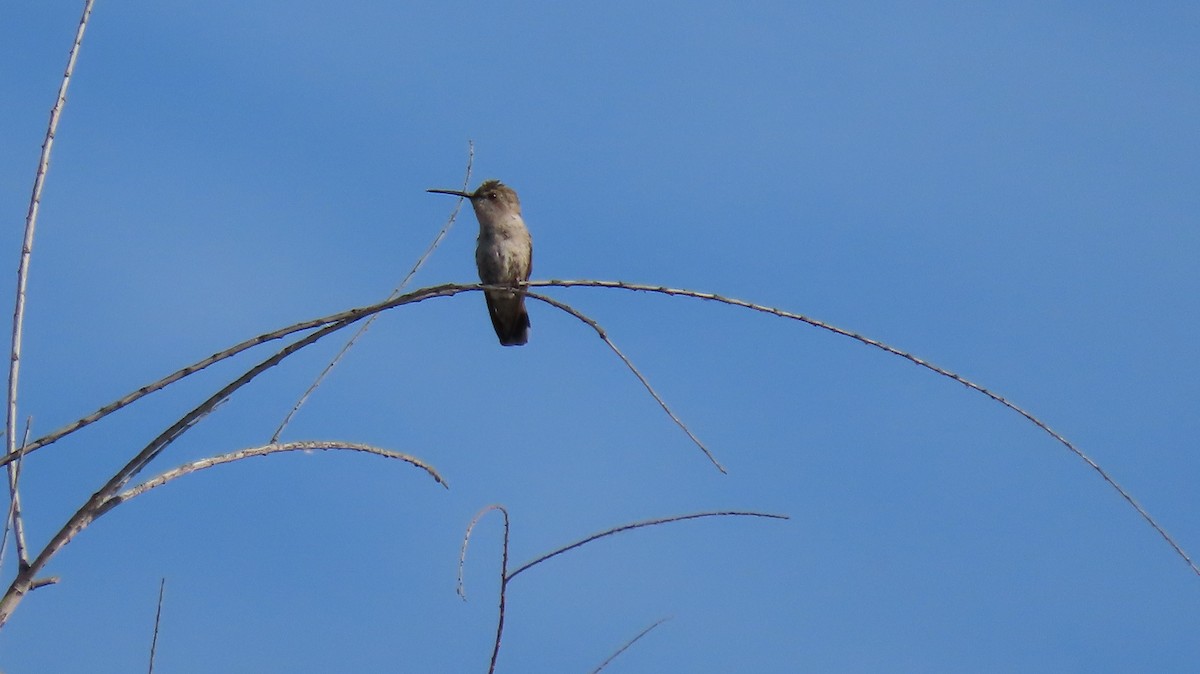 Costa's Hummingbird - ML619042089