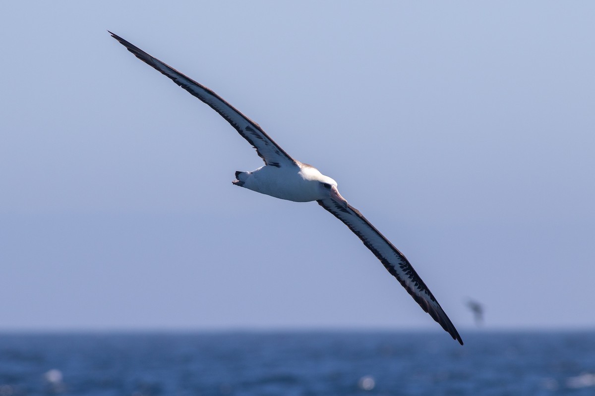 Albatros de Laysan - ML619042090
