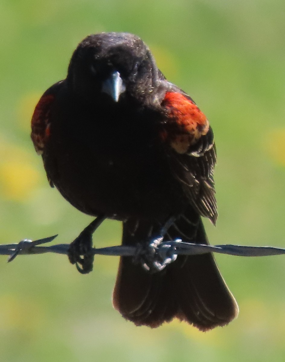 Red-winged Blackbird - ML619042100