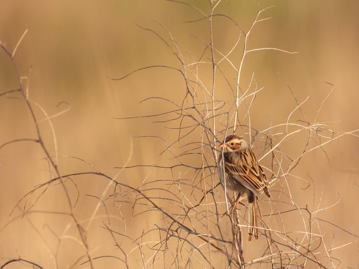 Clay-colored Sparrow - ML619042112