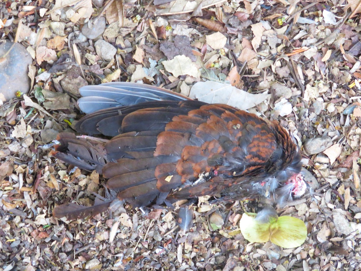 holub hnědočervený - ML619042235