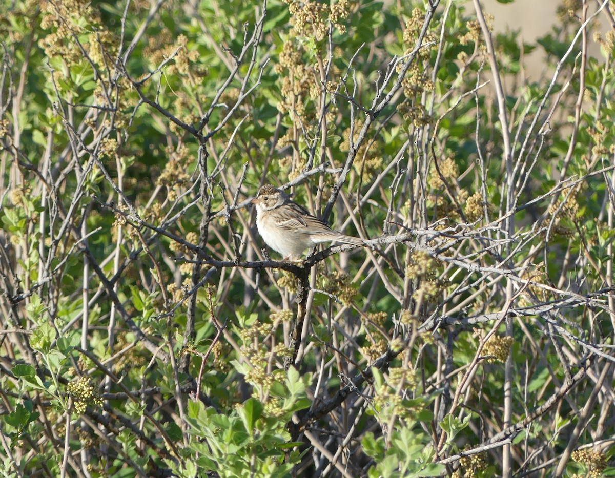 Clay-colored Sparrow - ML619042259