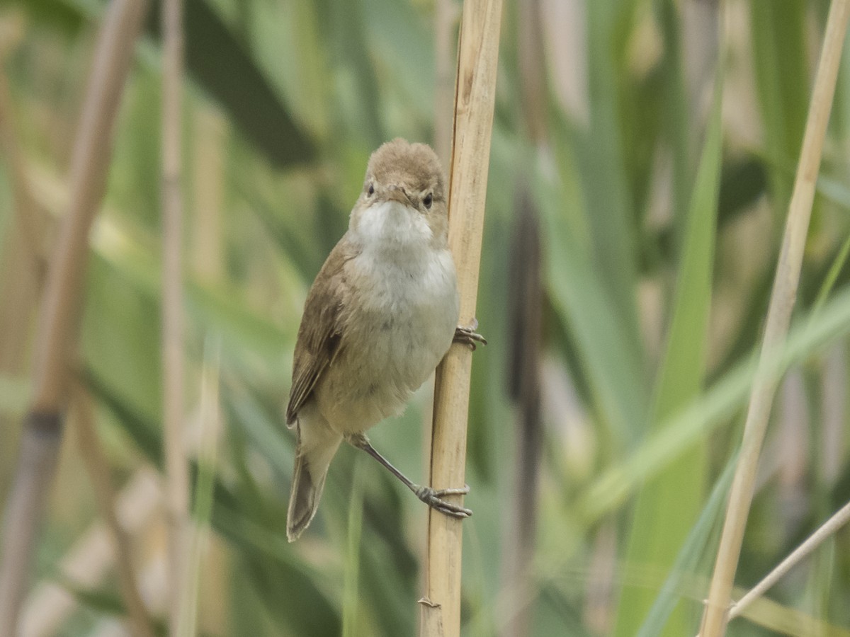 Common Reed Warbler - ML619042288
