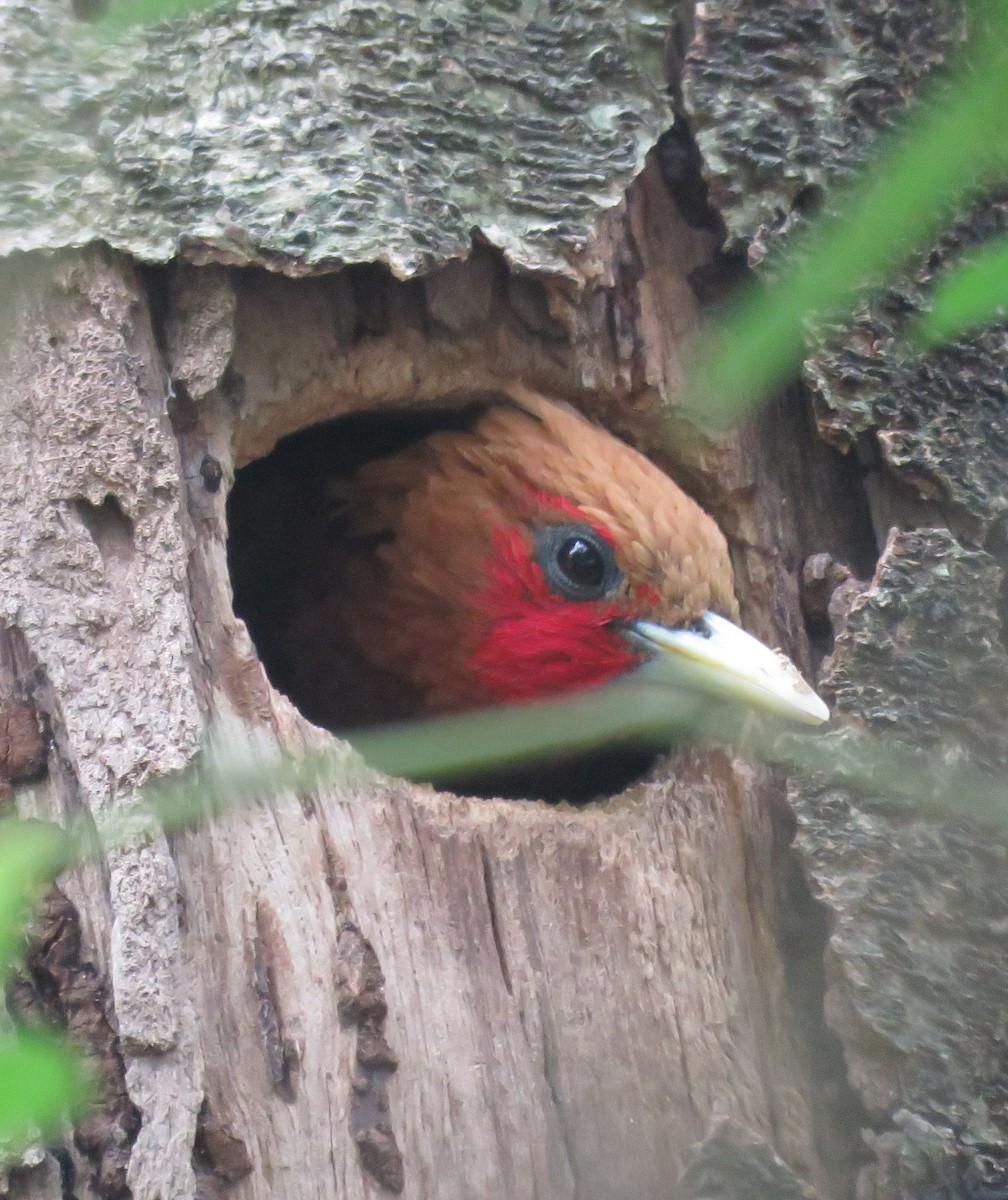 Chestnut-colored Woodpecker - ML619042295