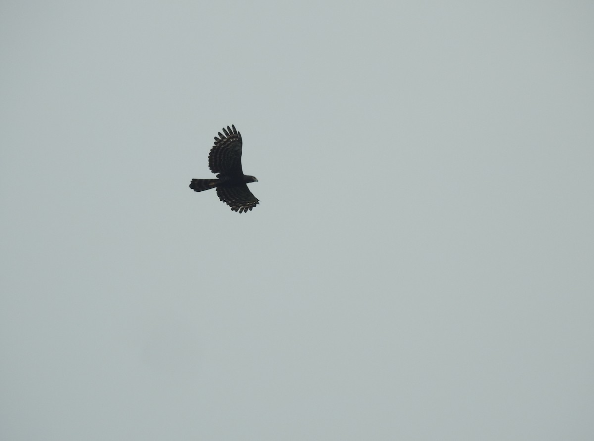 Чёрный хохлатый орёл - ML619042312