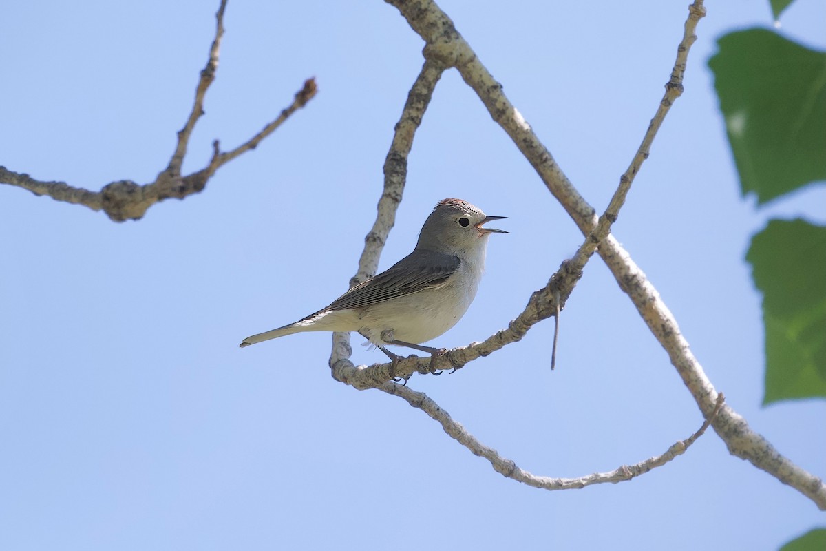 Lucy's Warbler - ML619042331
