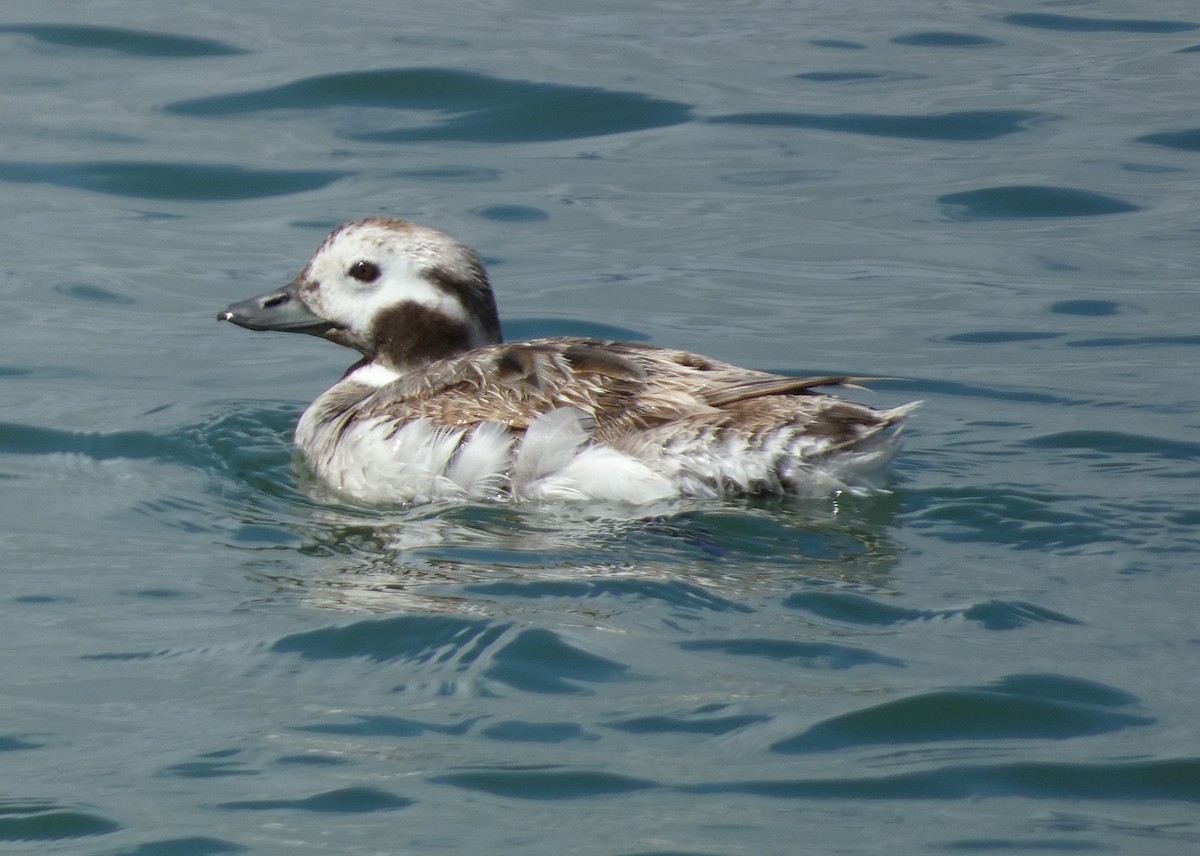 Long-tailed Duck - ML619042397