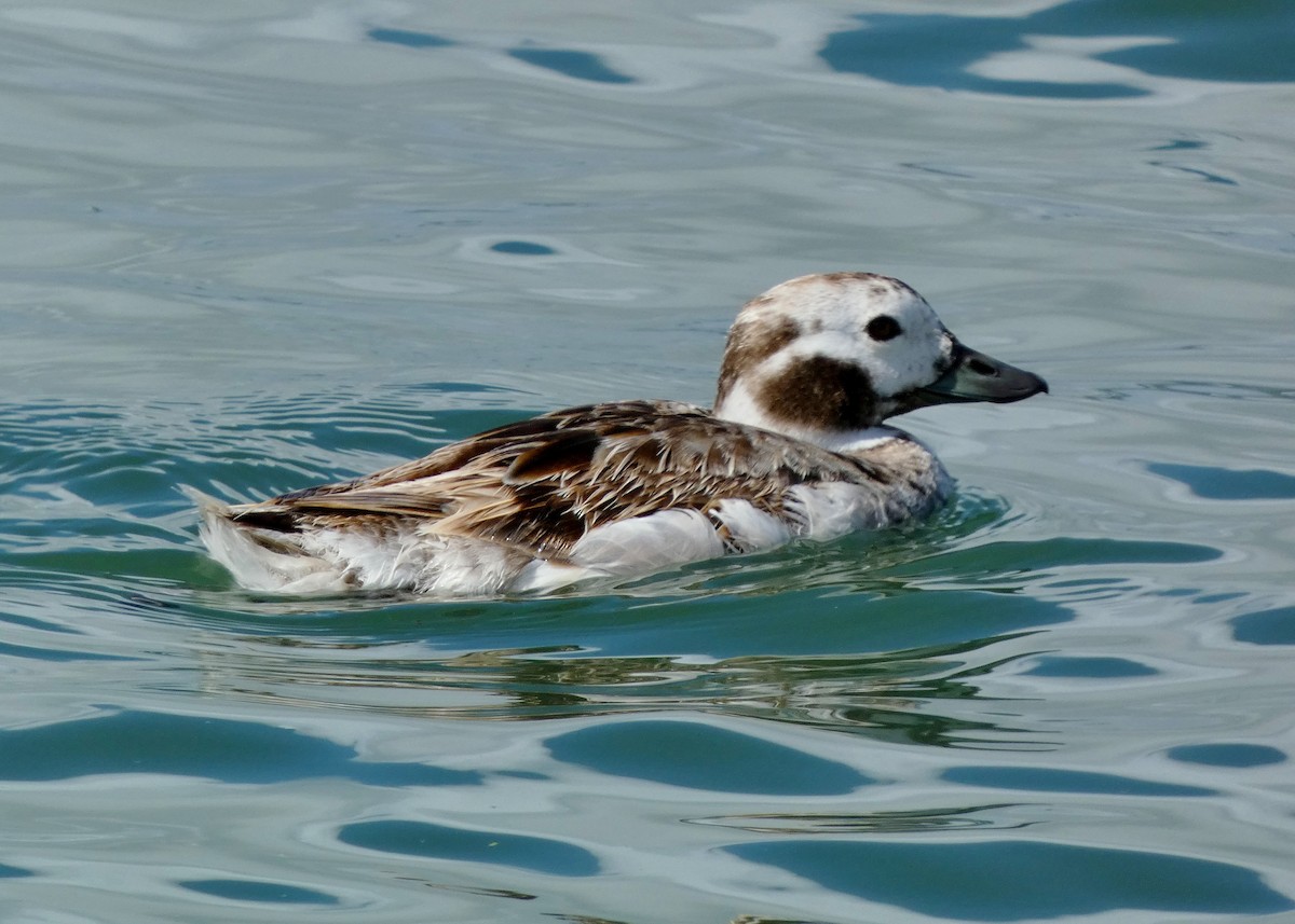 Long-tailed Duck - ML619042398