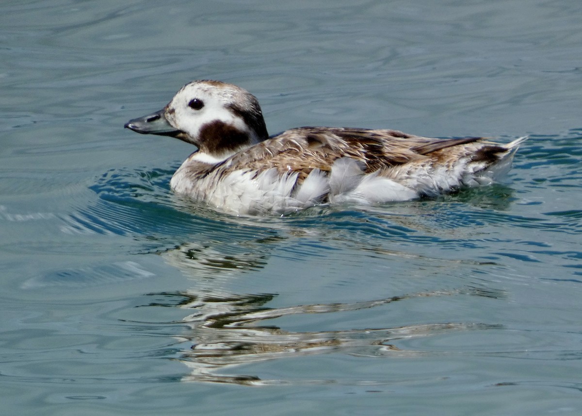 Long-tailed Duck - ML619042399
