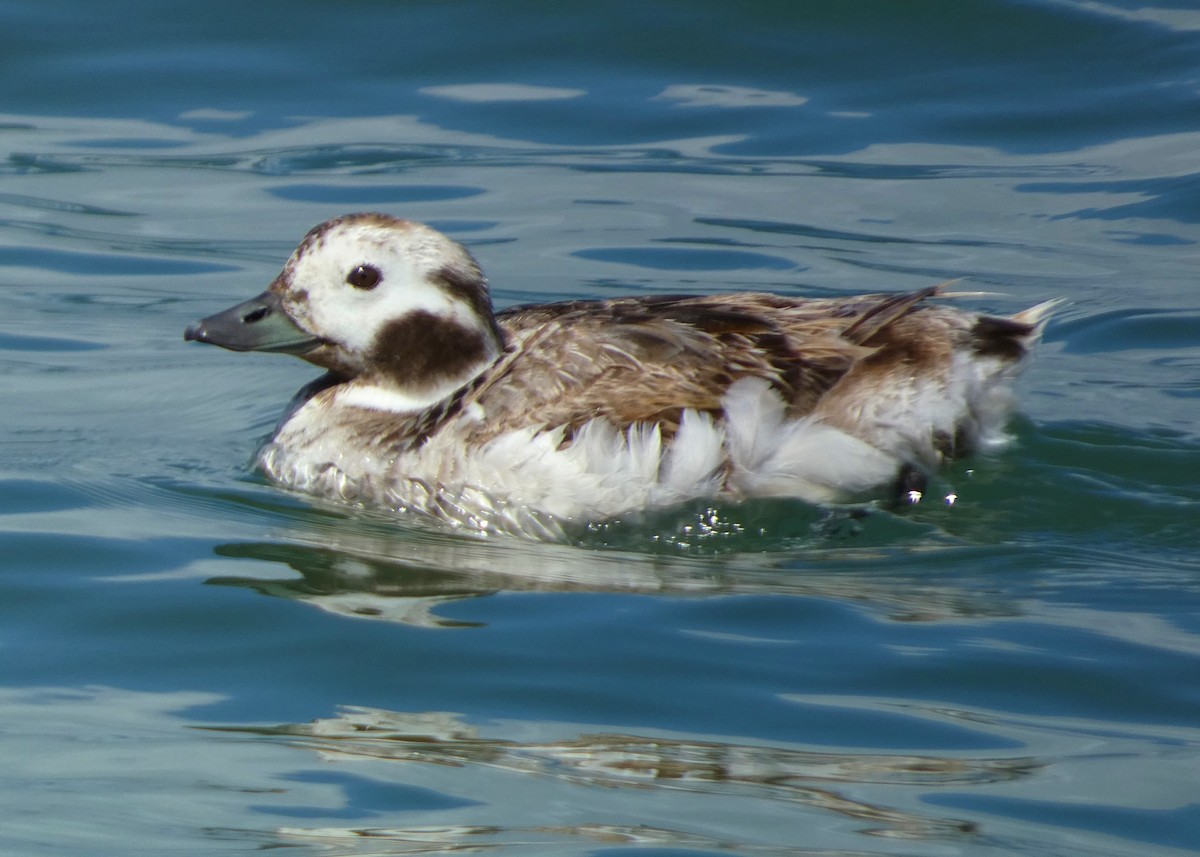 Long-tailed Duck - ML619042400