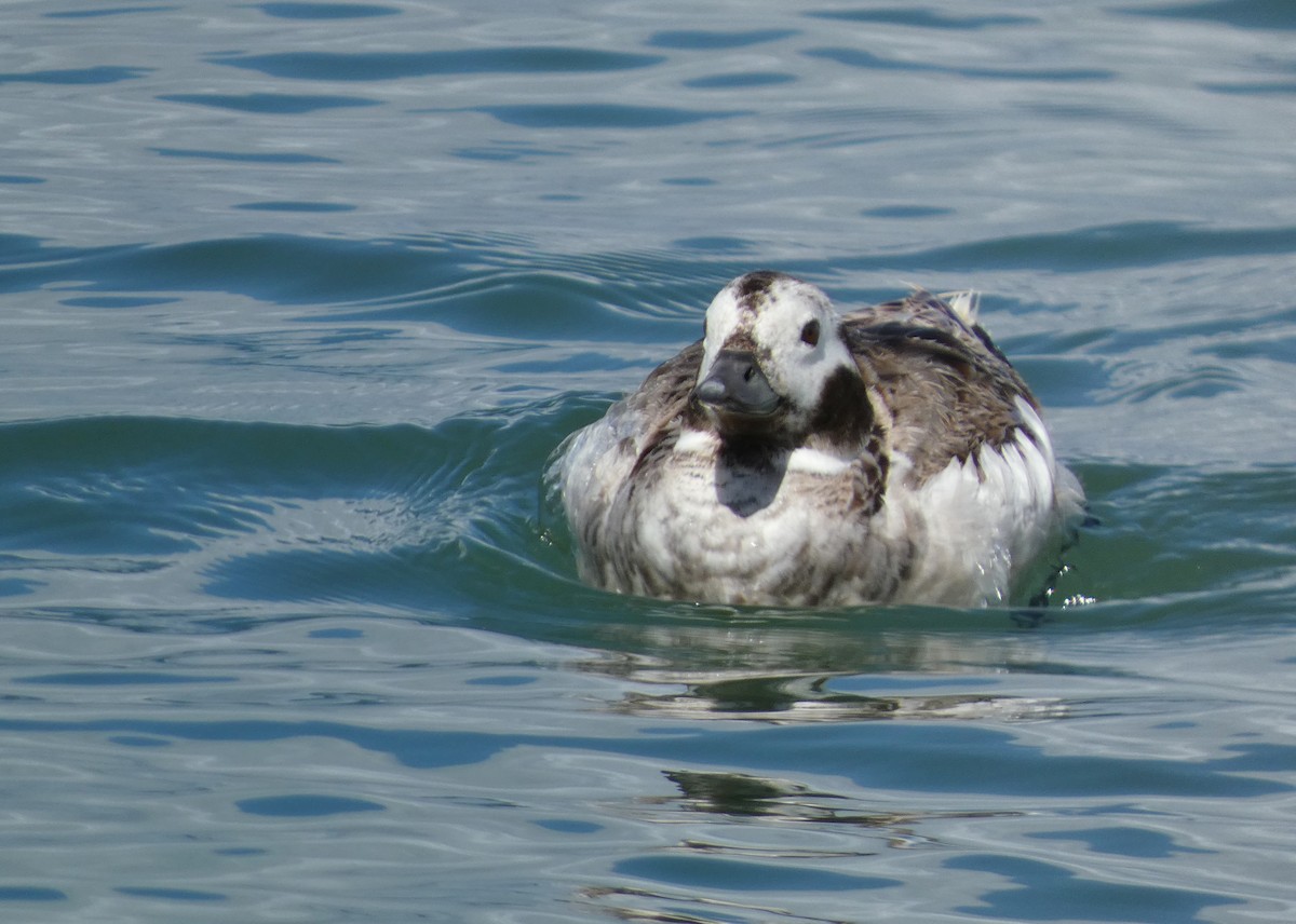 Long-tailed Duck - ML619042402