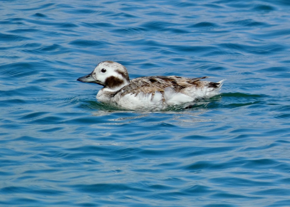 Long-tailed Duck - ML619042403