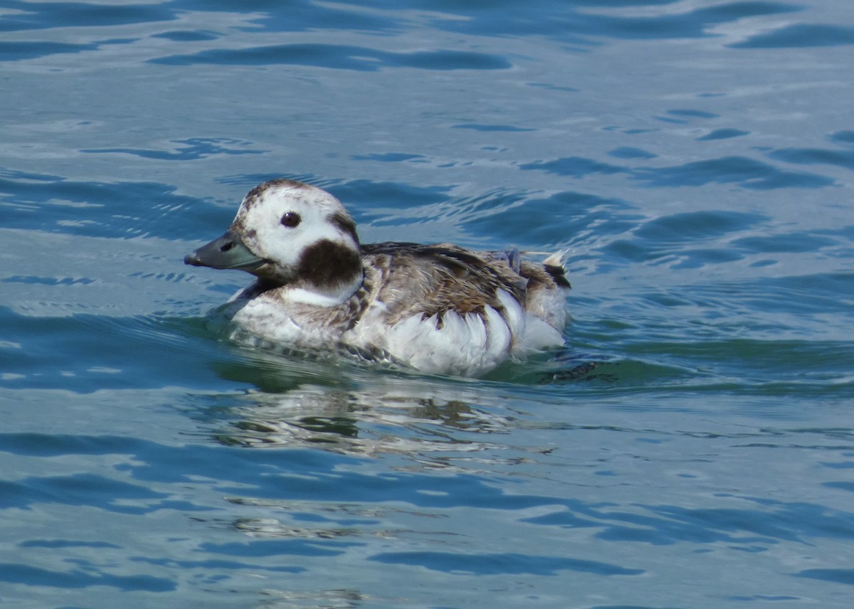 Long-tailed Duck - ML619042404