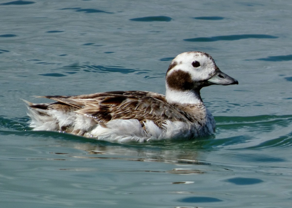 Long-tailed Duck - ML619042406