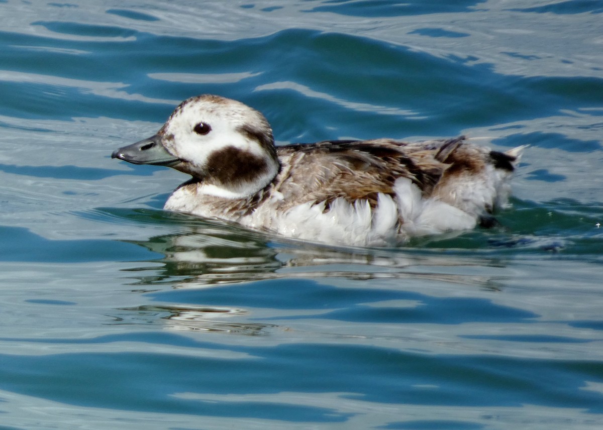 Long-tailed Duck - ML619042407