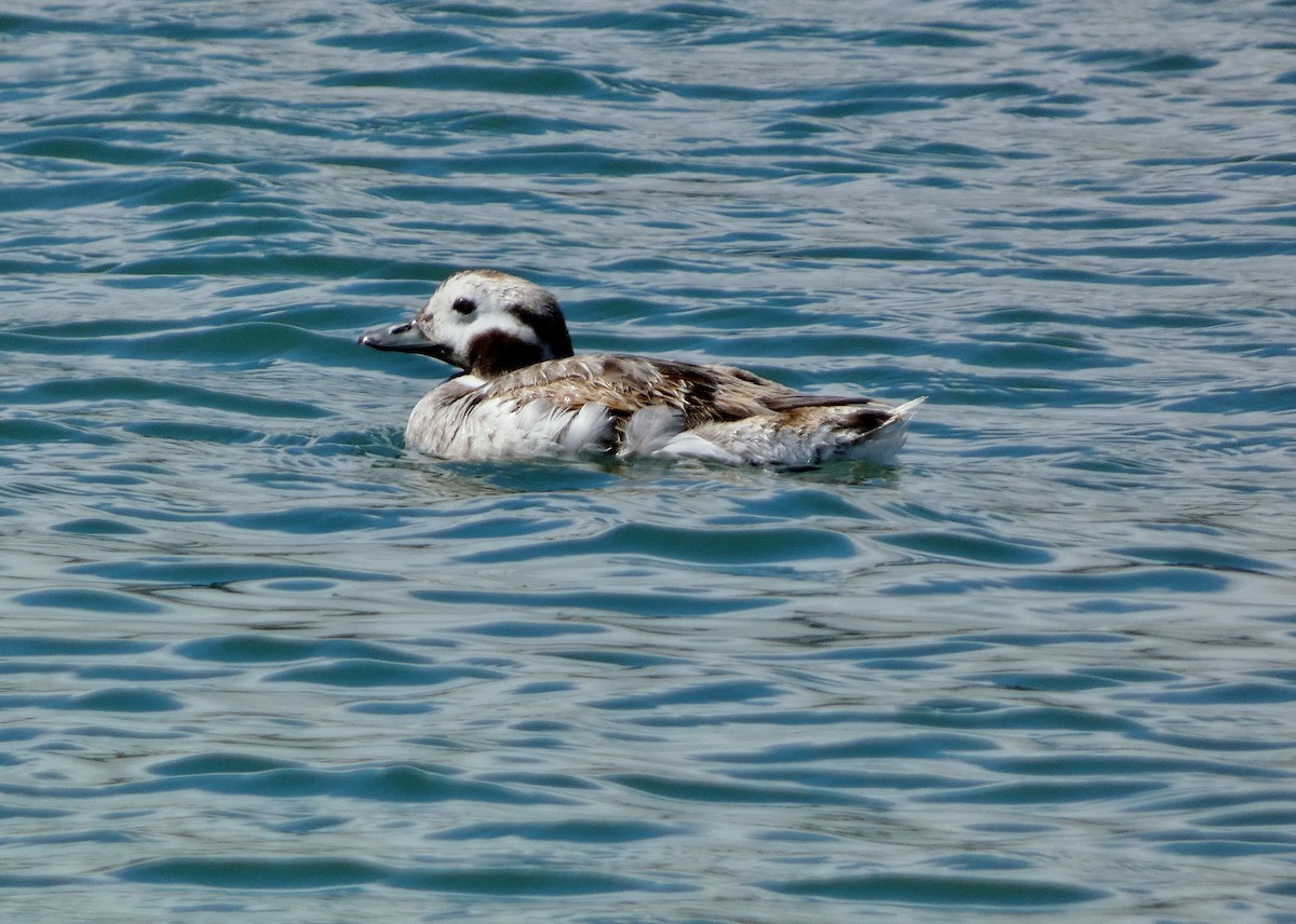 Long-tailed Duck - ML619042408