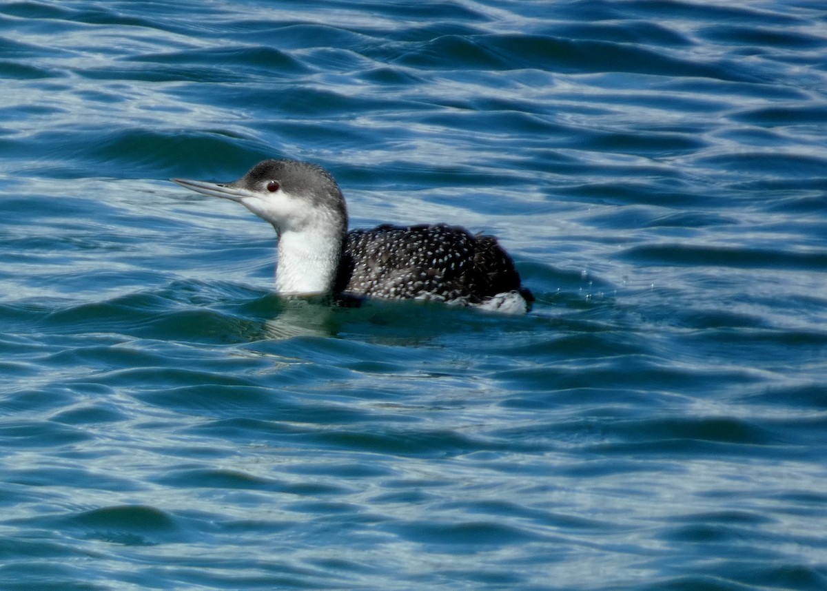 Red-throated Loon - ML619042427