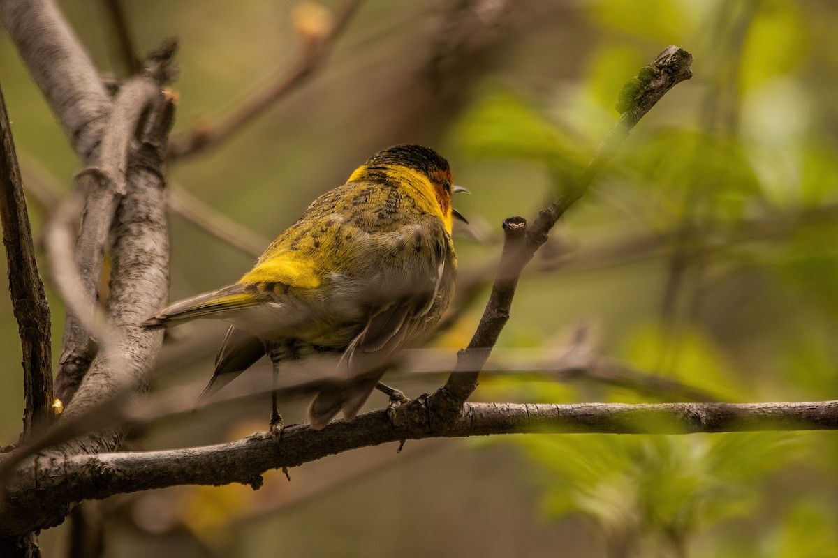 Cape May Warbler - ML619042435