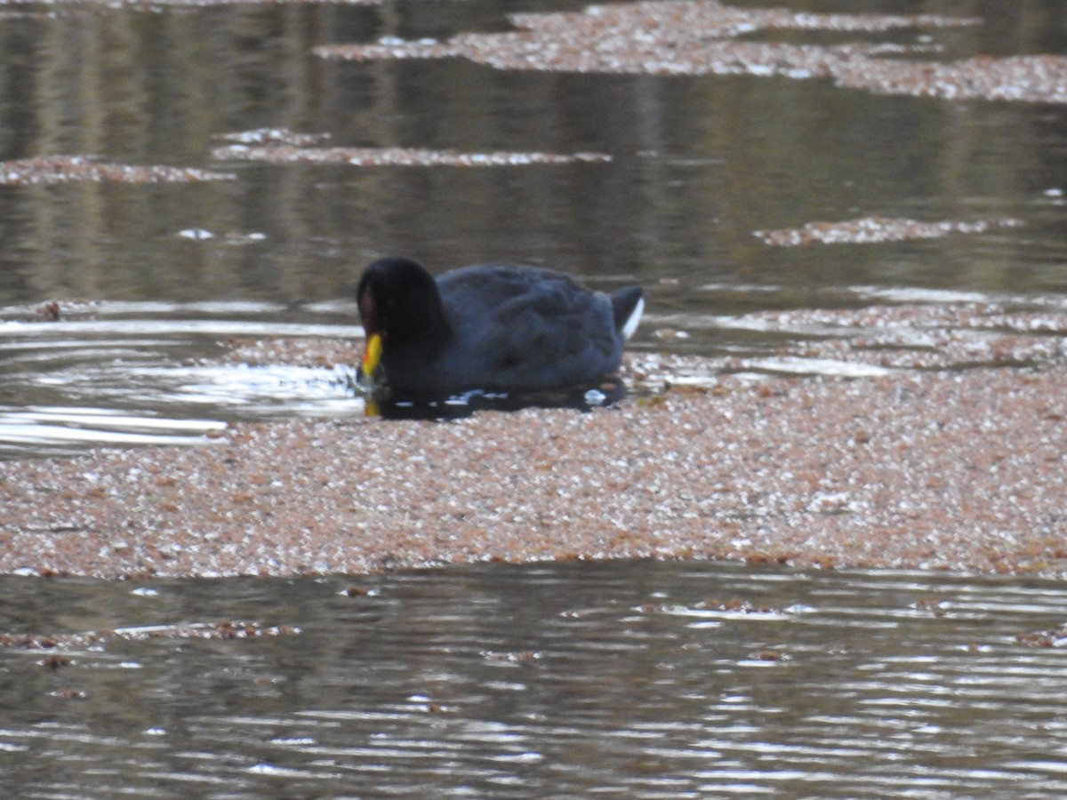Red-fronted Coot - ML619042450