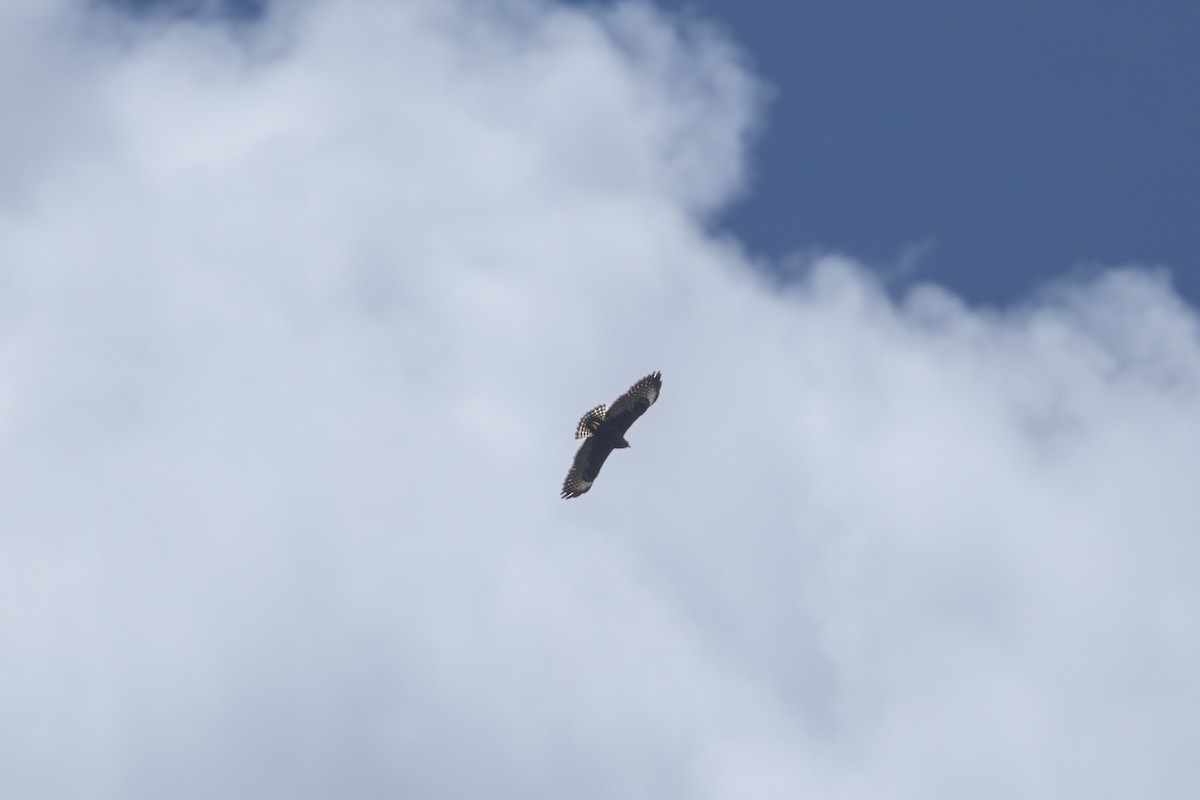 Short-tailed Hawk - ML619042465