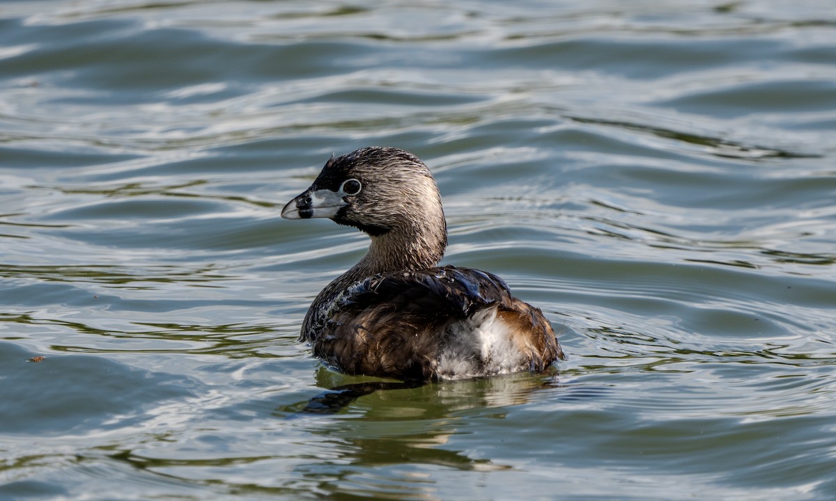 Pied-billed Grebe - Carter Pape