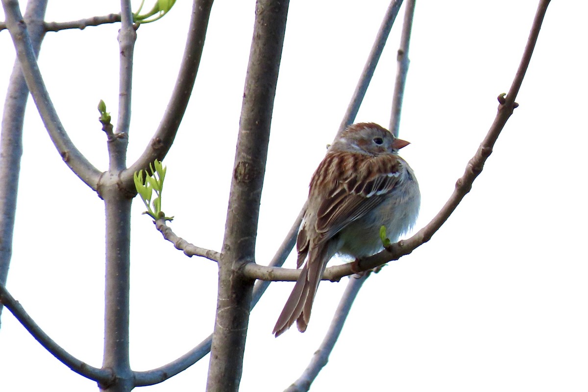 Field Sparrow - ML619042491