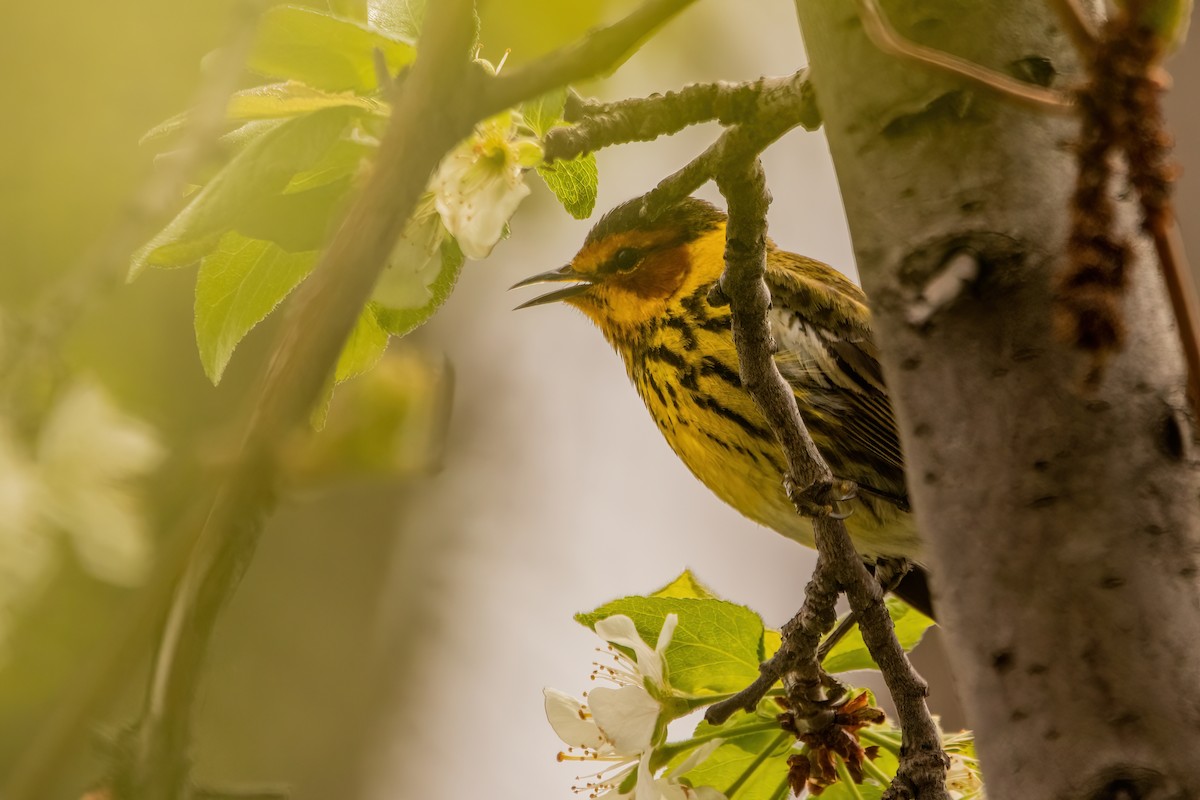 Cape May Warbler - ML619042503
