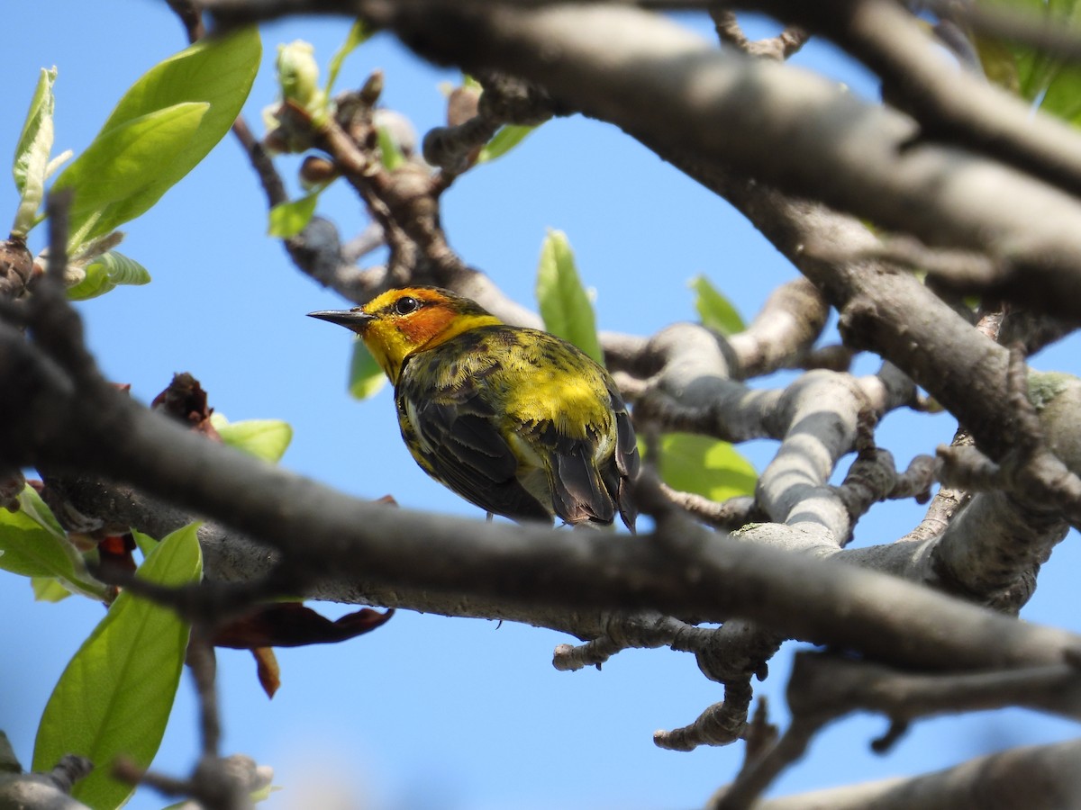 Cape May Warbler - ML619042504