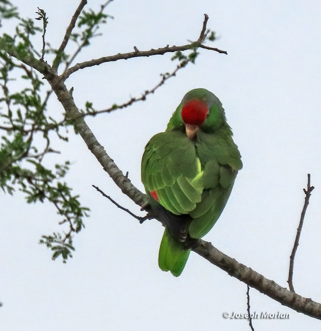 Red-crowned Parrot - ML619042505