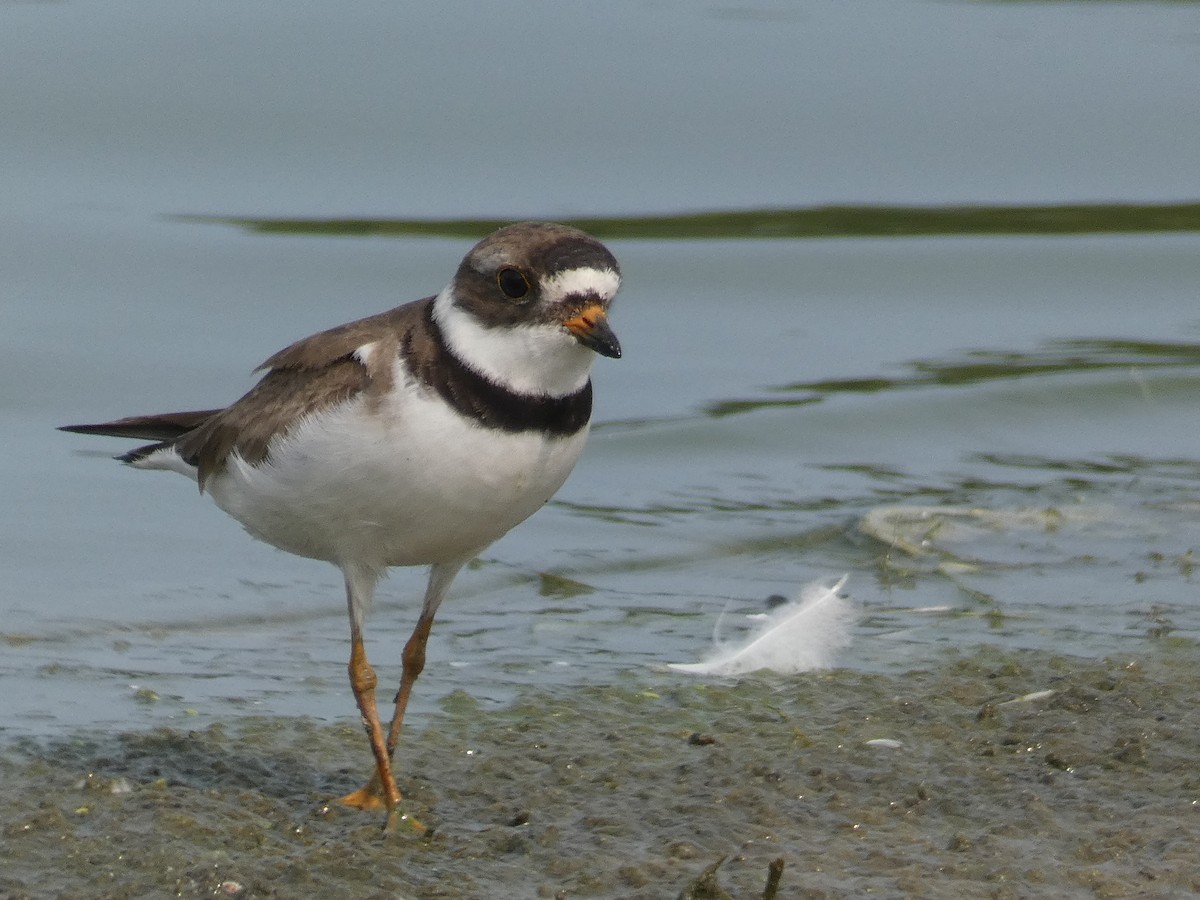 Semipalmated Plover - ML619042544