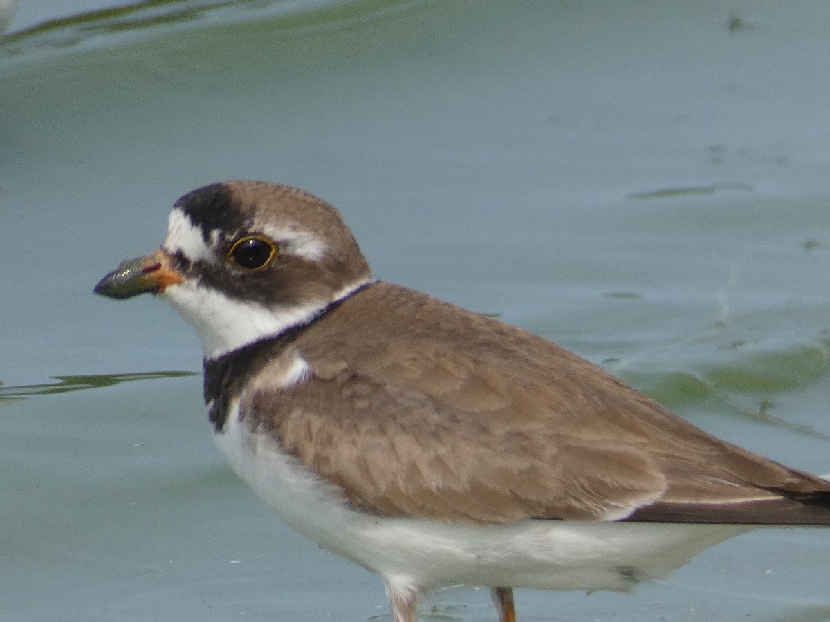 Semipalmated Plover - ML619042552