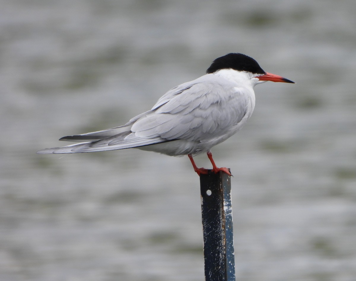 Common Tern - Steven C
